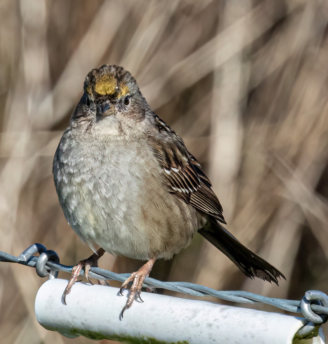 Golden-crowned Sparrow - ML616494096