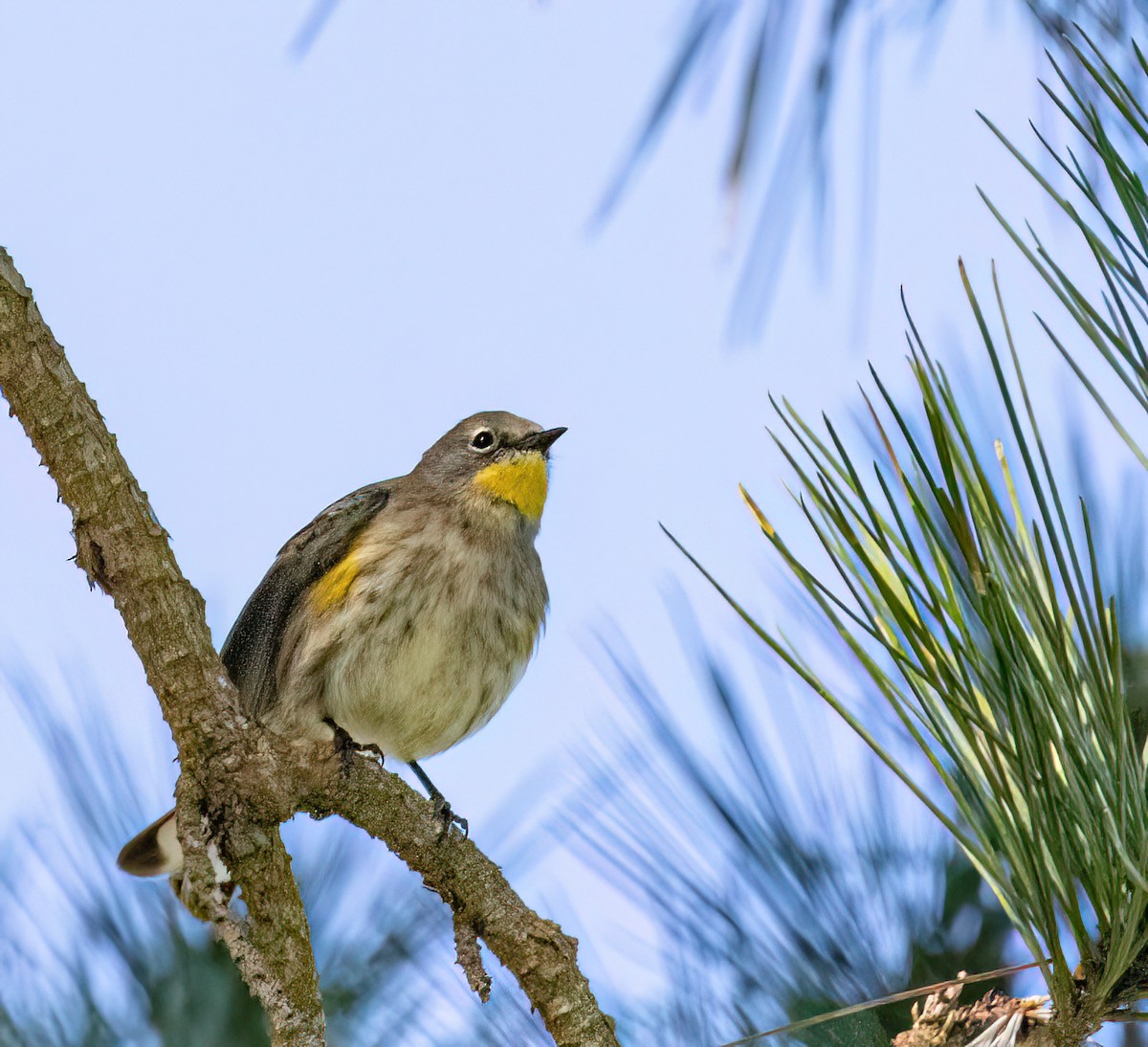 Yellow-rumped Warbler (Audubon's) - Jeff Todoroff
