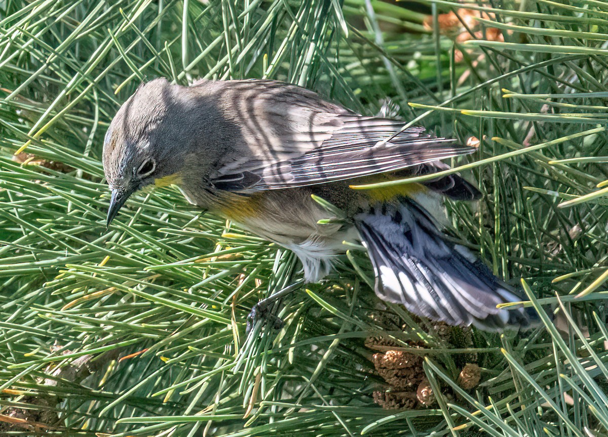 Yellow-rumped Warbler (Audubon's) - Jeff Todoroff