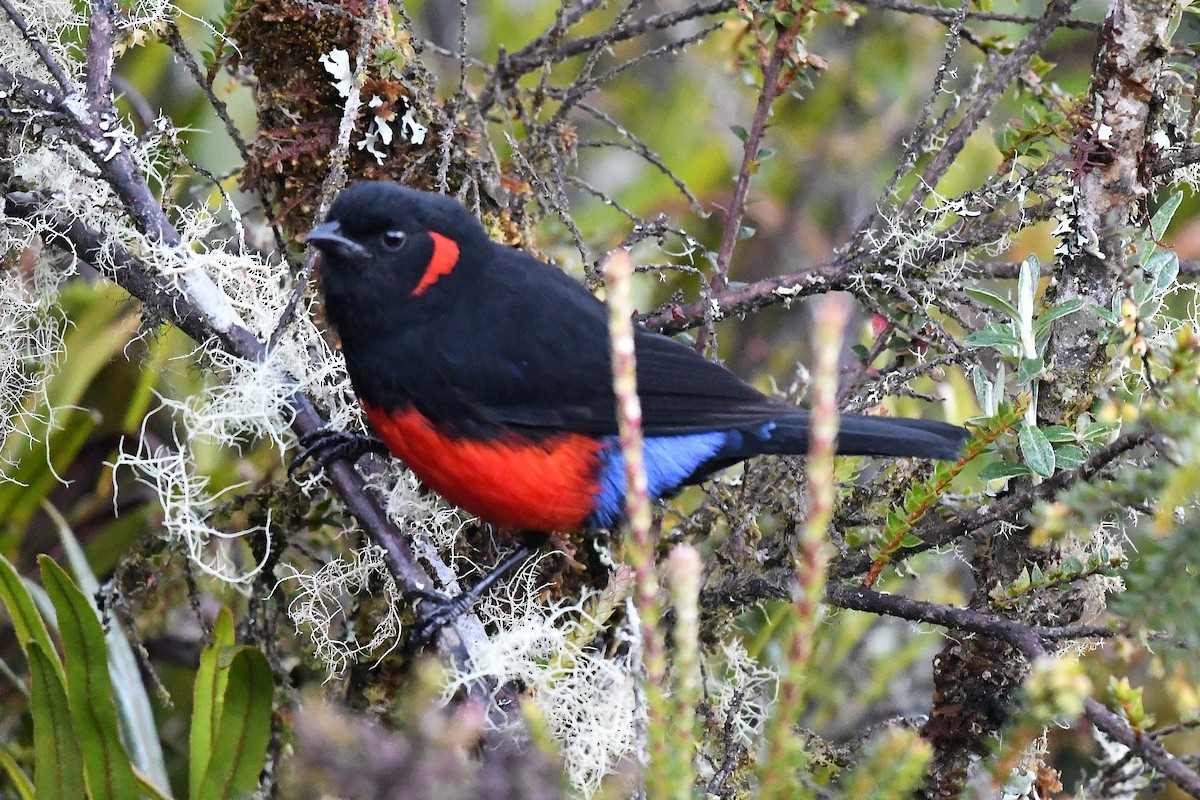 Scarlet-bellied Mountain Tanager - ML616494165