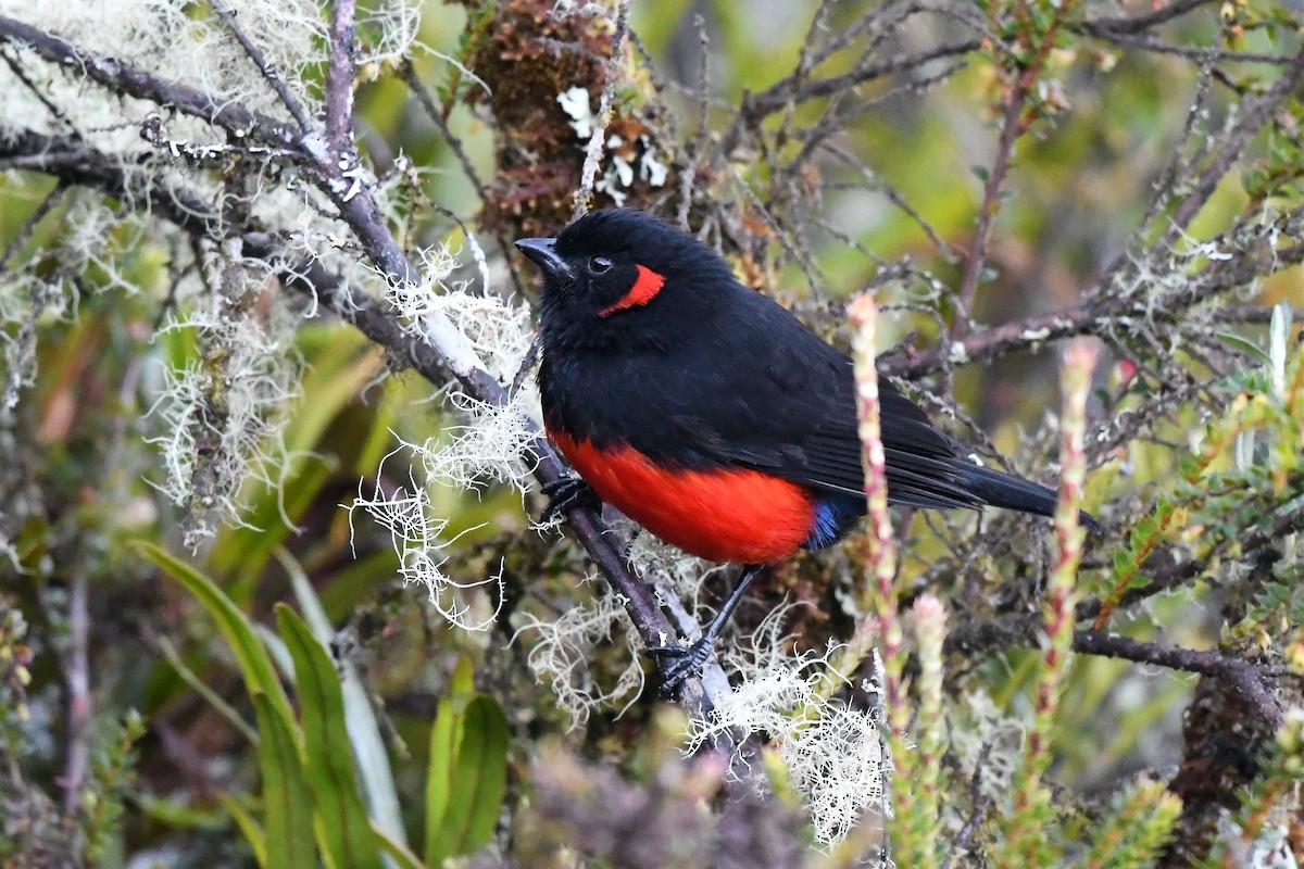 Scarlet-bellied Mountain Tanager - ML616494166