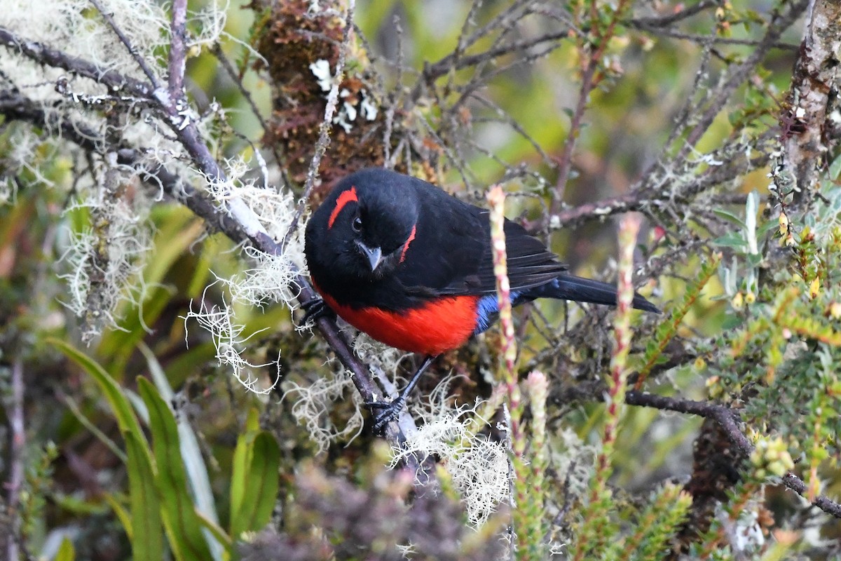 Scarlet-bellied Mountain Tanager - ML616494167