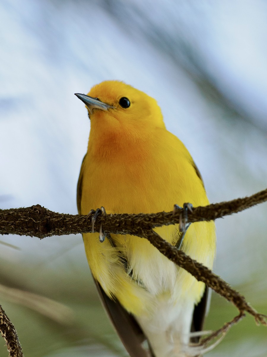 Prothonotary Warbler - ML616494307