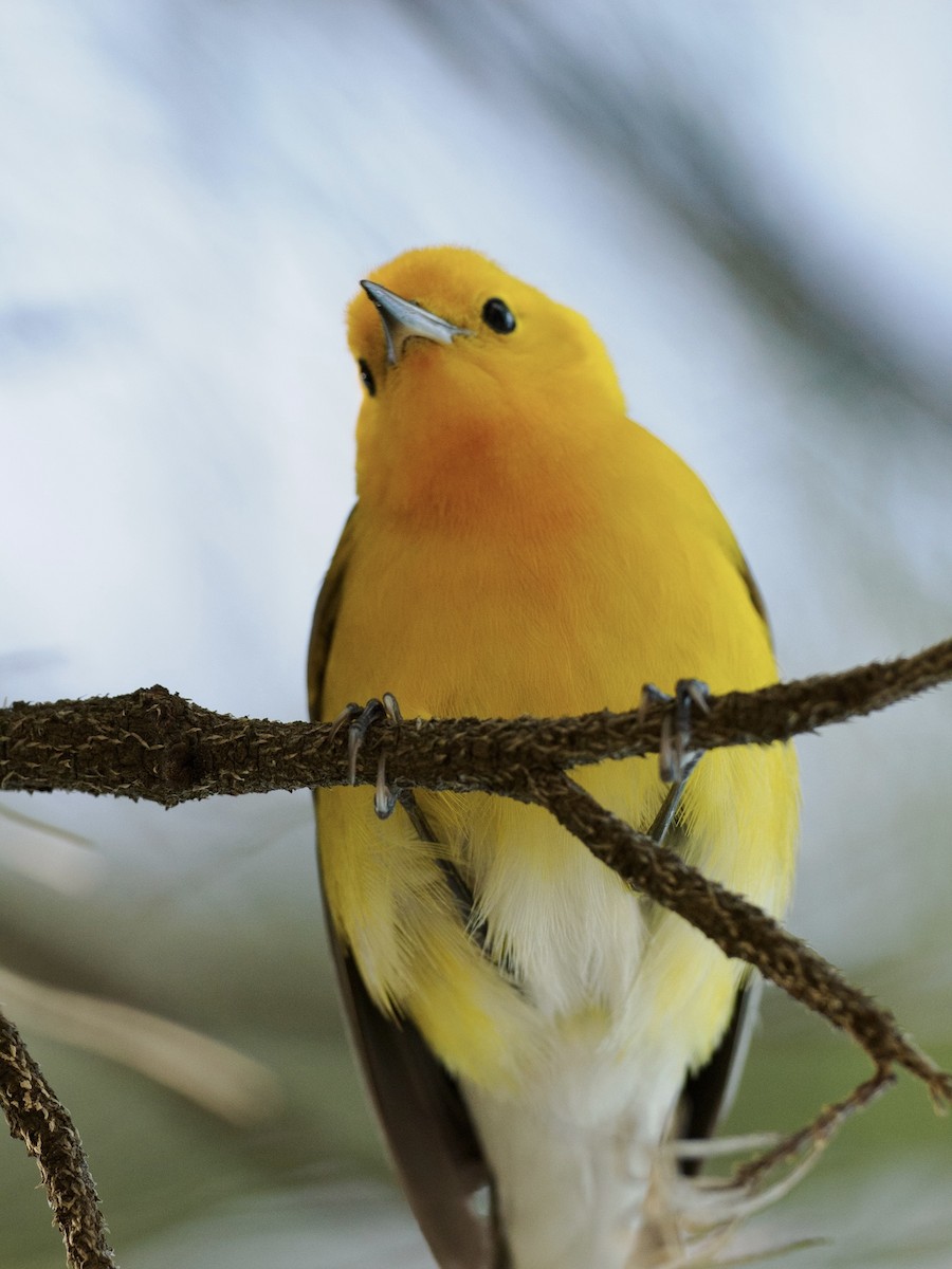 Prothonotary Warbler - ML616494309