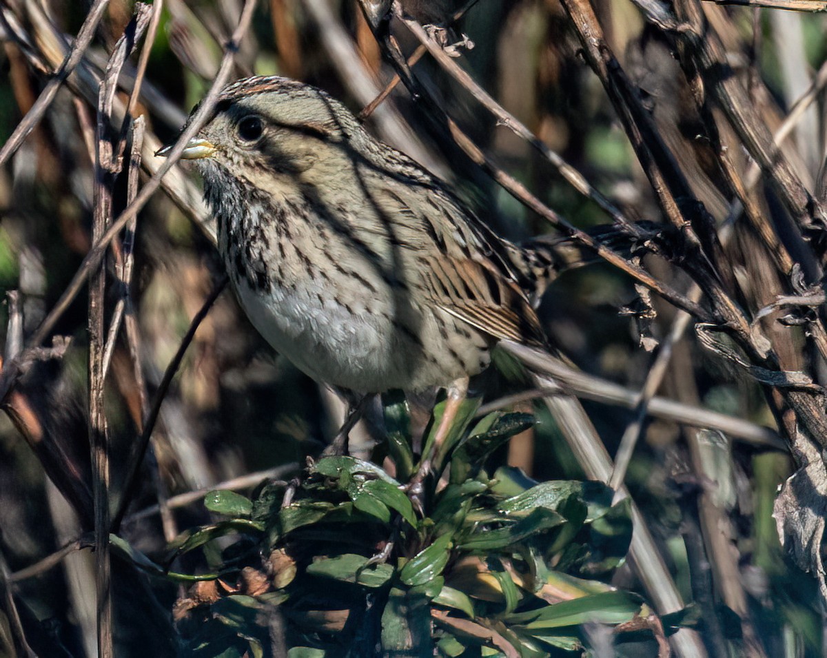Lincoln's Sparrow - Jeff Todoroff