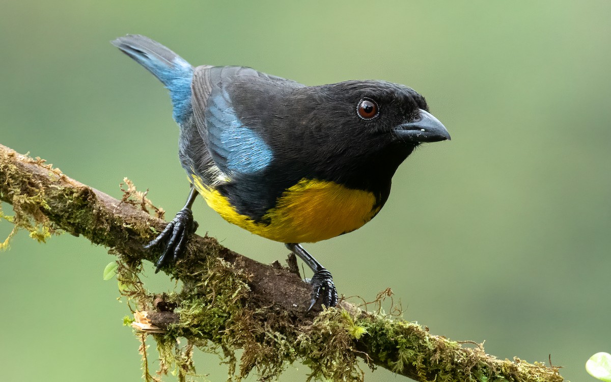 Black-and-gold Tanager - ML616494439
