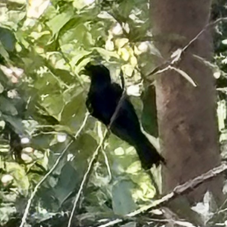 Greater Racket-tailed Drongo - ML616494506