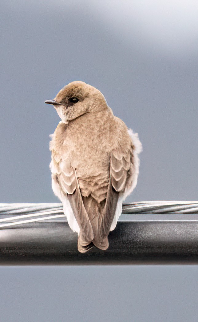 Northern Rough-winged Swallow - Jeff Todoroff