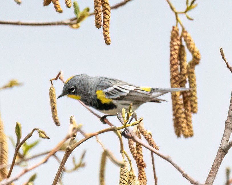 Yellow-rumped Warbler (Audubon's) - ML616494573