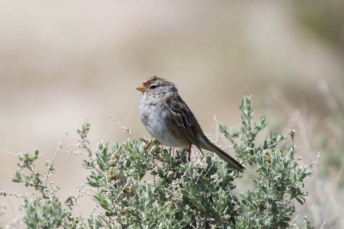 White-crowned Sparrow - ML616494580
