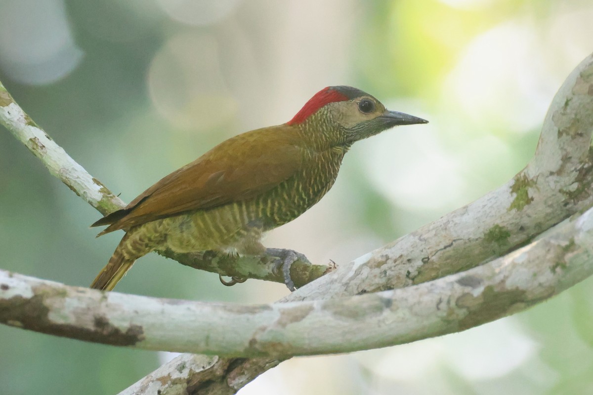 Golden-olive Woodpecker - Tom Forwood JR