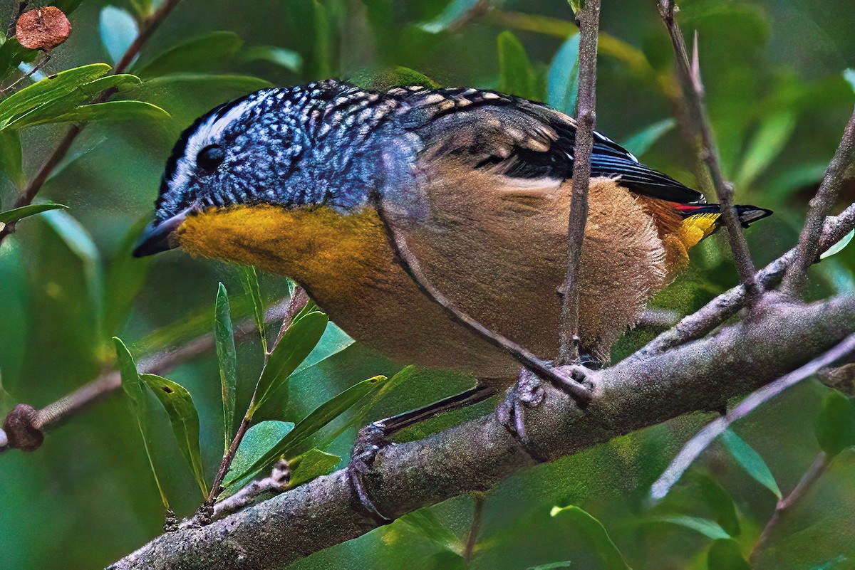 Spotted Pardalote (Spotted) - ML616494838