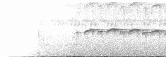 Schmuckbrust-Ameisenvogel - ML616494892