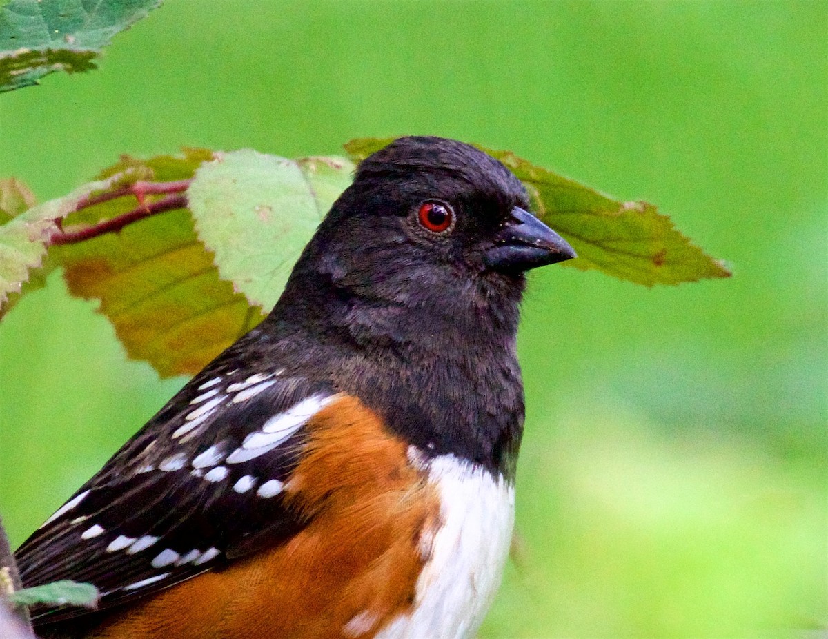 Spotted Towhee - ML616494893