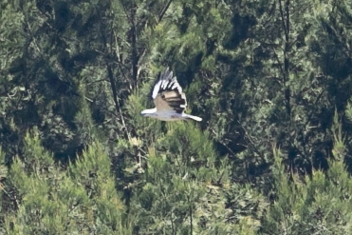 Белобрюхий орлан - ML616494907