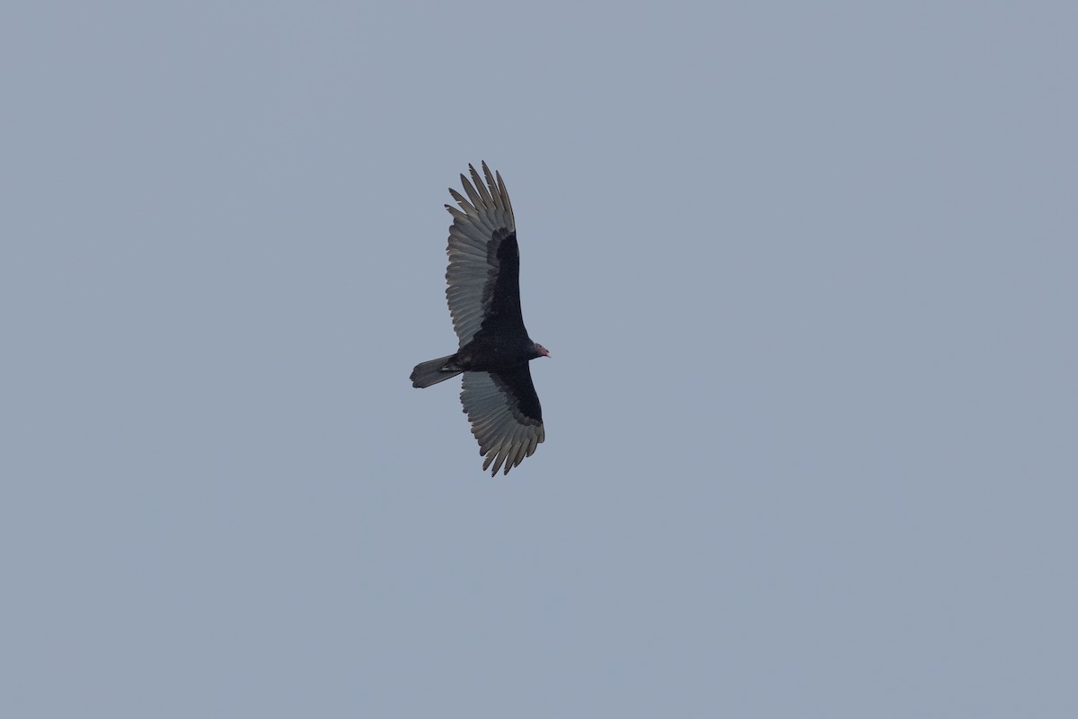 Turkey Vulture - ML616494926