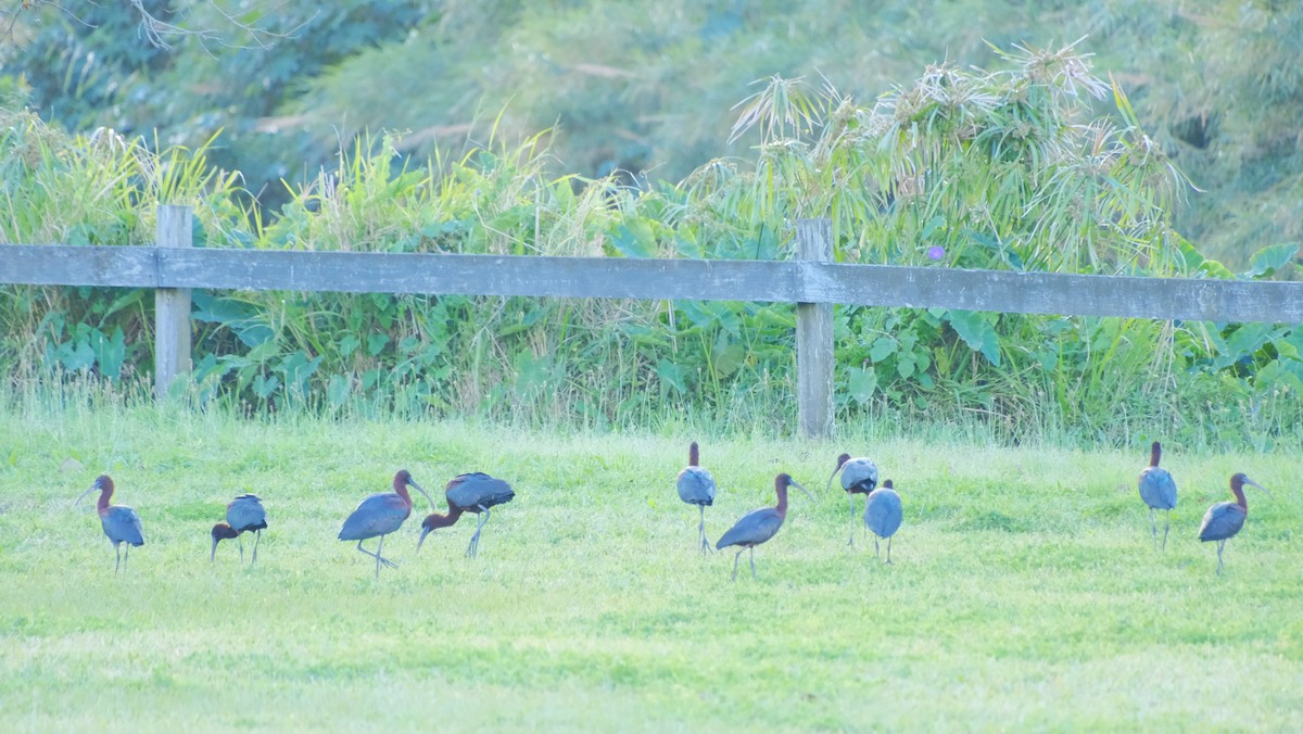 ibis hnědý - ML616494944