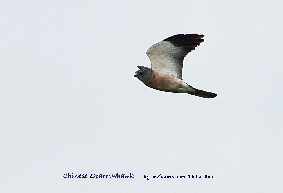Chinese Sparrowhawk - ML616494963