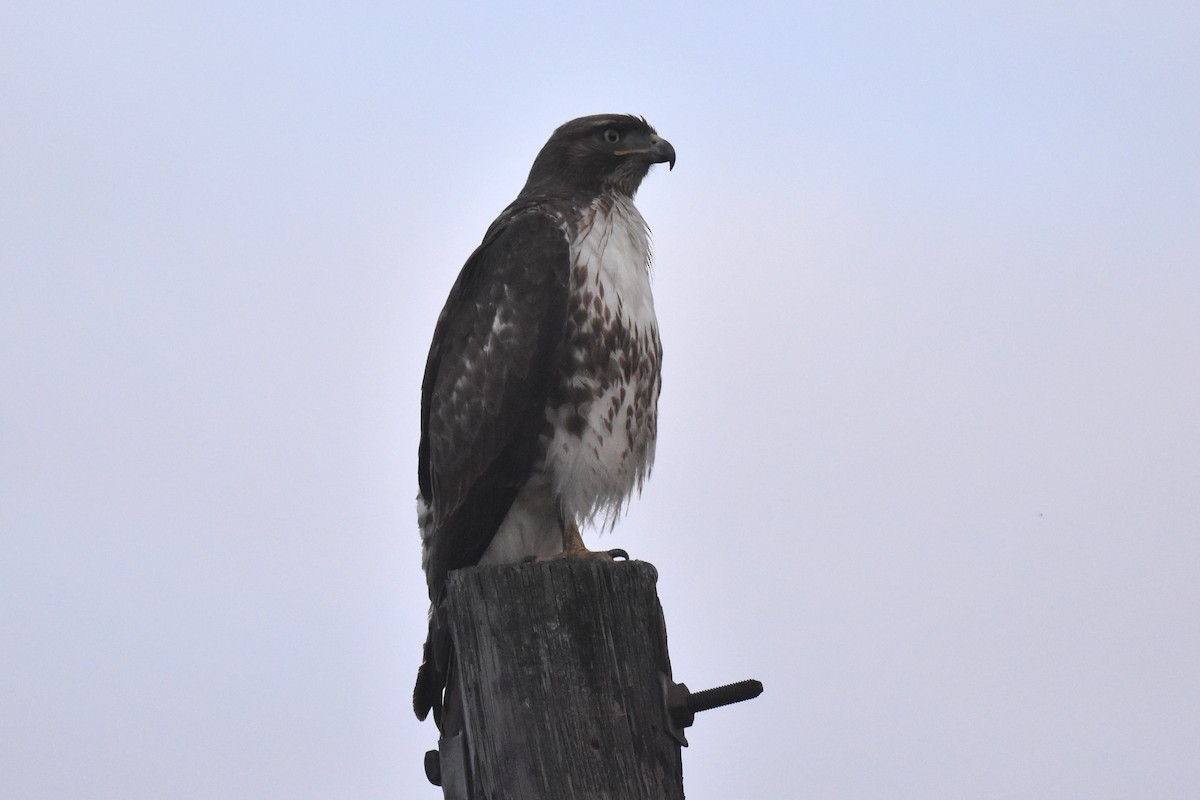 Red-tailed Hawk - ML616494966