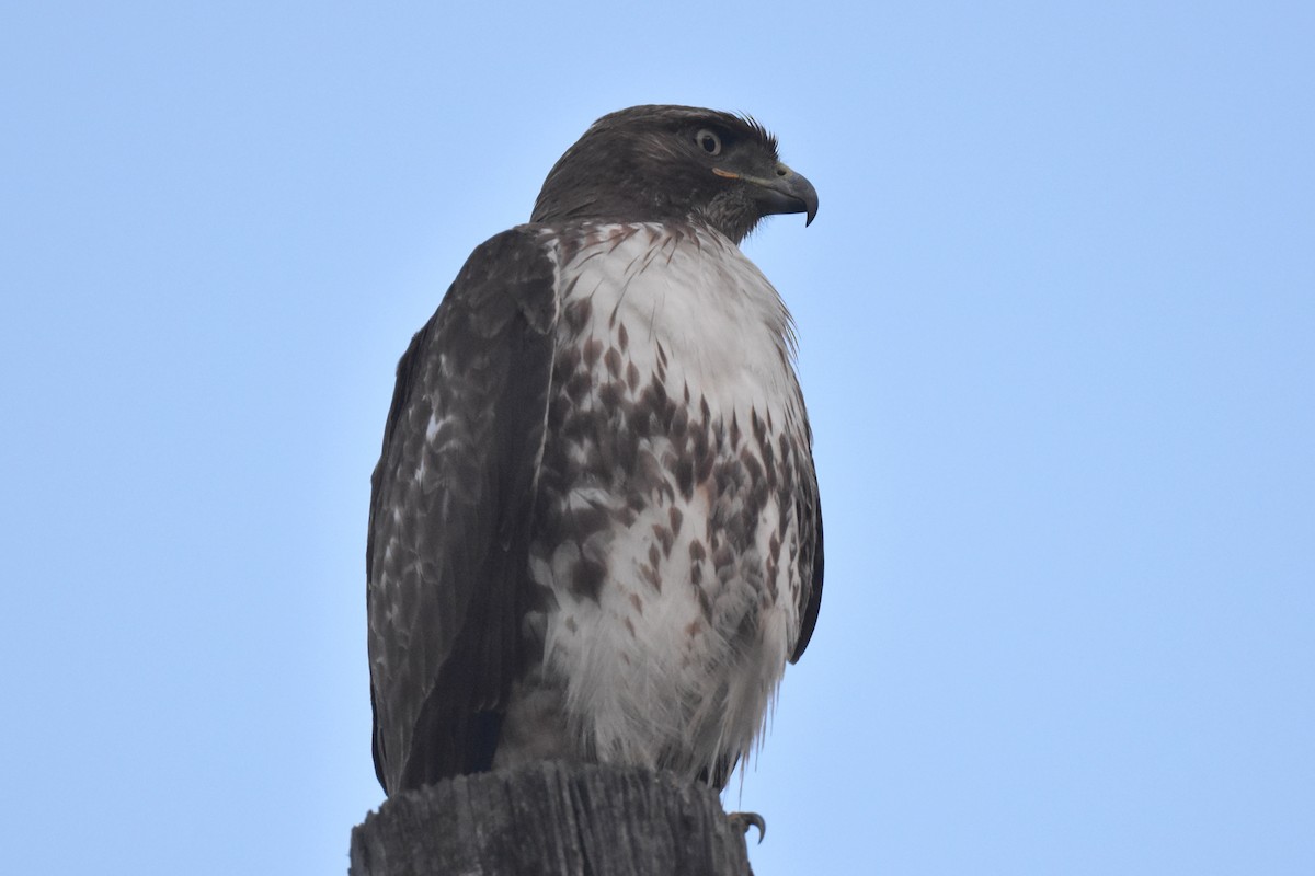 Red-tailed Hawk - ML616494967