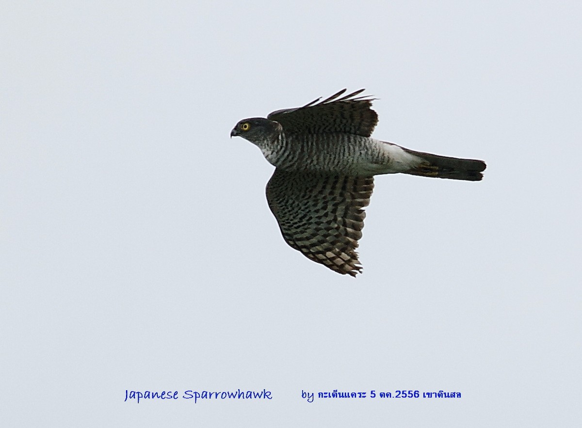 Japanese Sparrowhawk - ML616494970