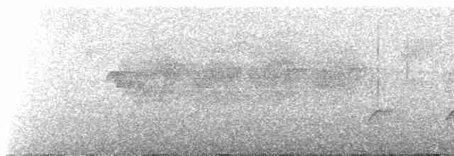Rostrücken-Ameisenvogel - ML616494974