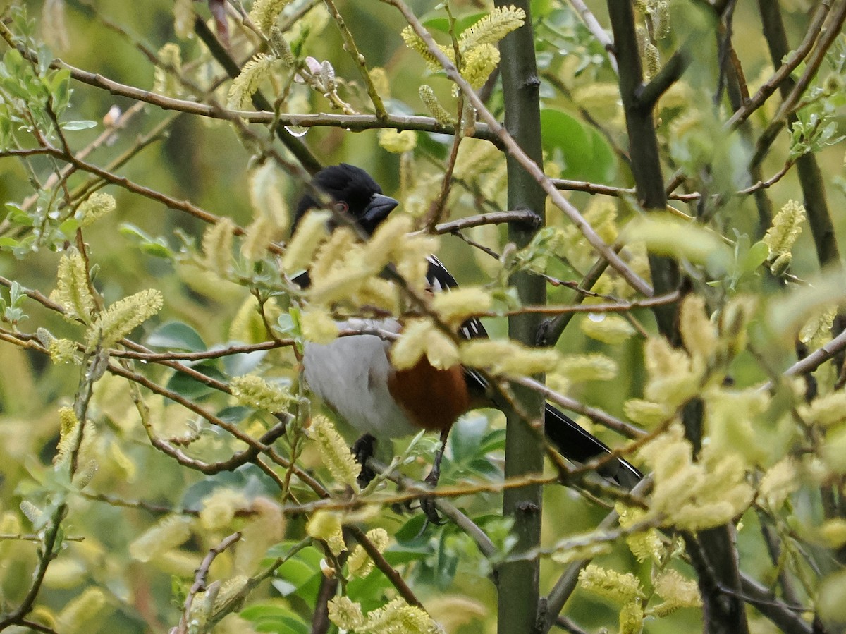 Spotted Towhee - ML616494985