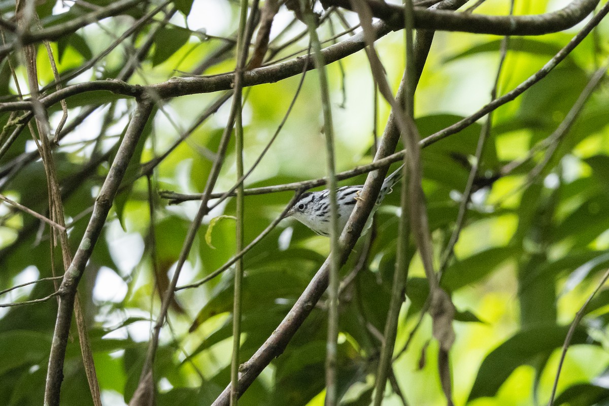 Black-and-white Warbler - ML616495034