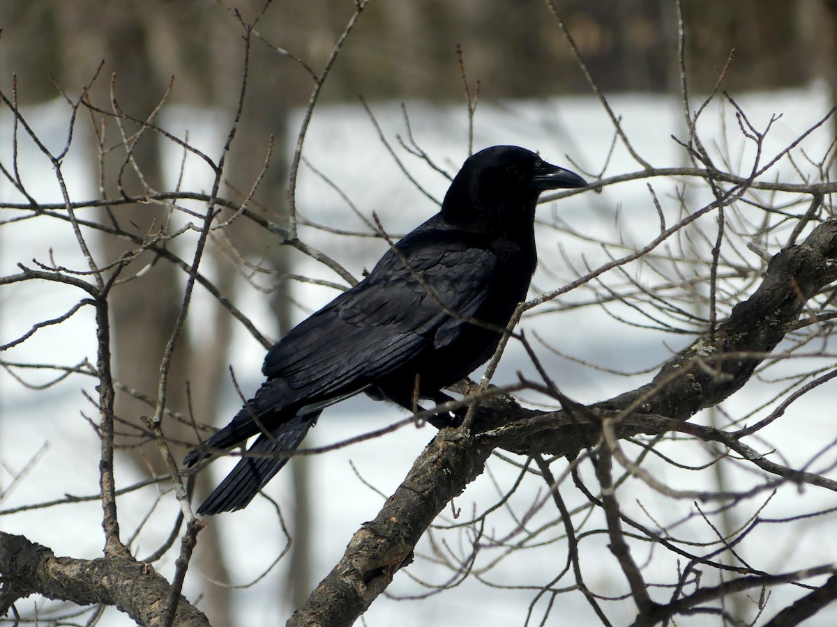 American Crow - ML616495035