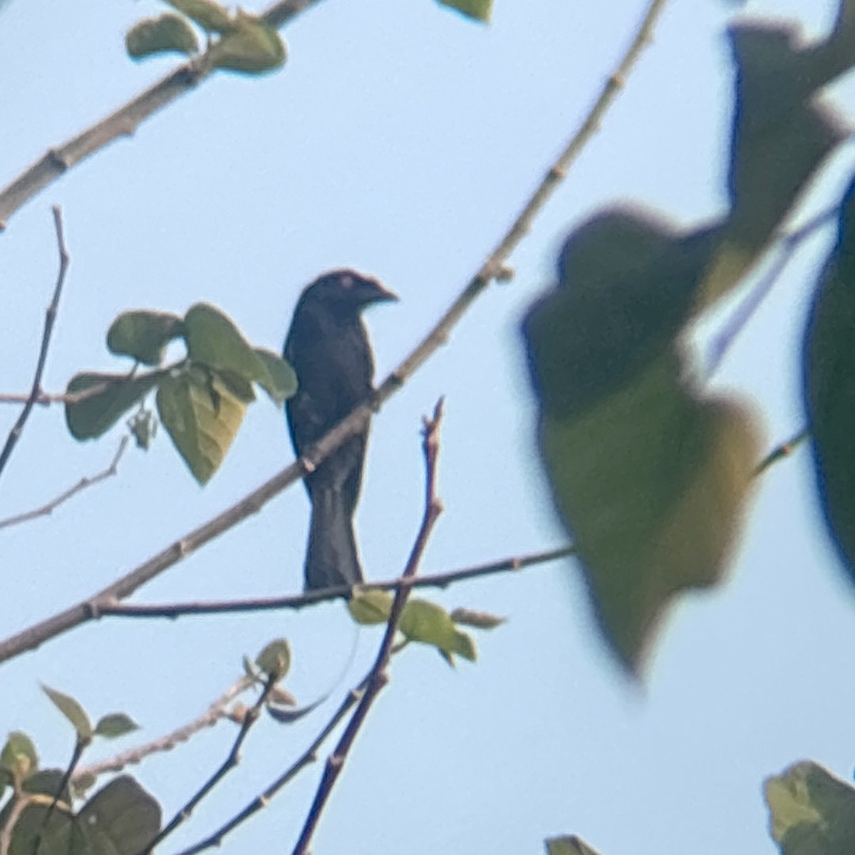 Greater Racket-tailed Drongo - ML616495133
