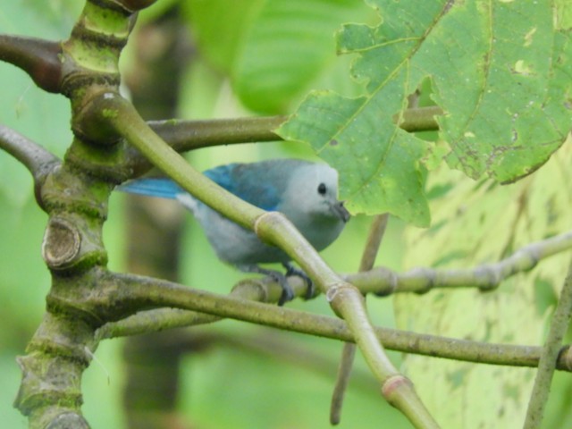 Blue-gray Tanager - ML616495197