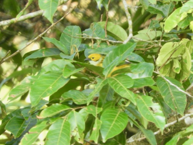 Silver-throated Tanager - ML616495205