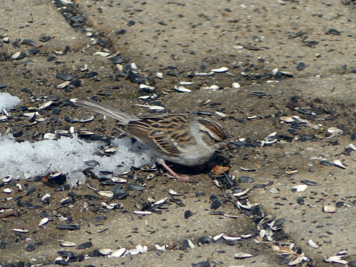 Chipping Sparrow - ML616495232