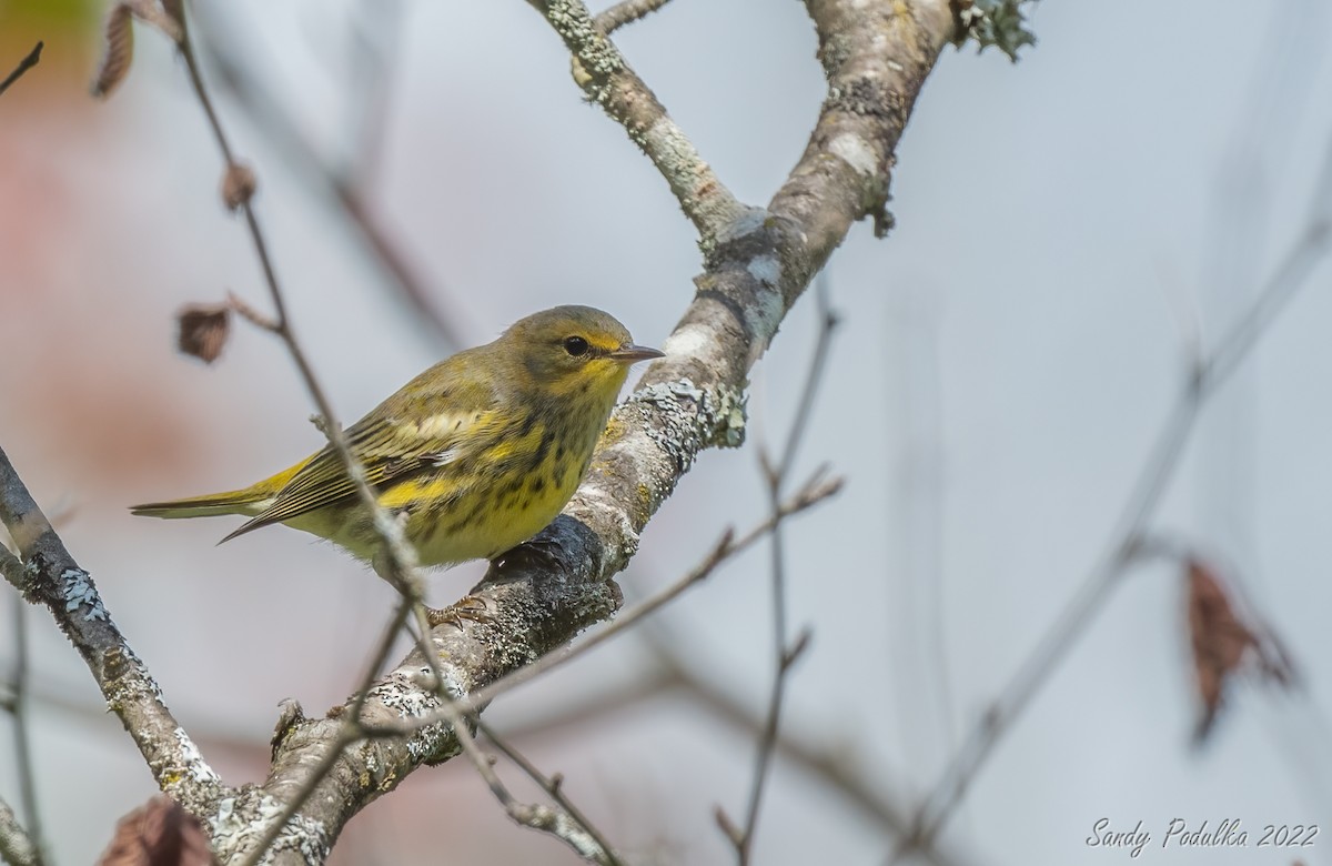 Cape May Warbler - ML616495266