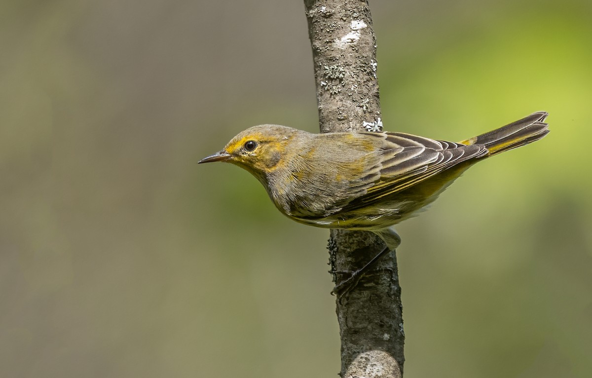 Cape May Warbler - ML616495274
