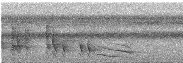 Troglodyte coraya - ML616495340