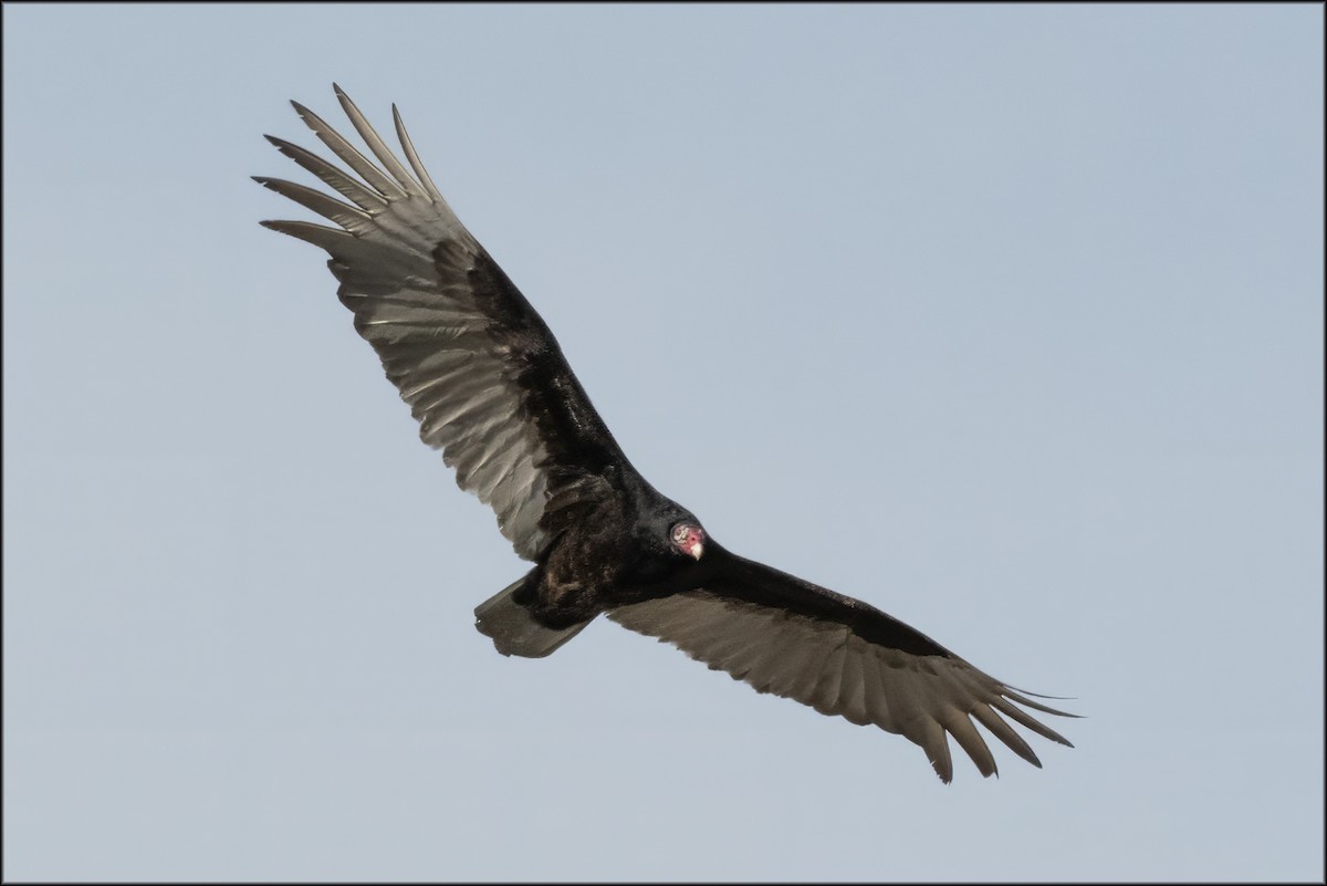 Turkey Vulture - ML616495351
