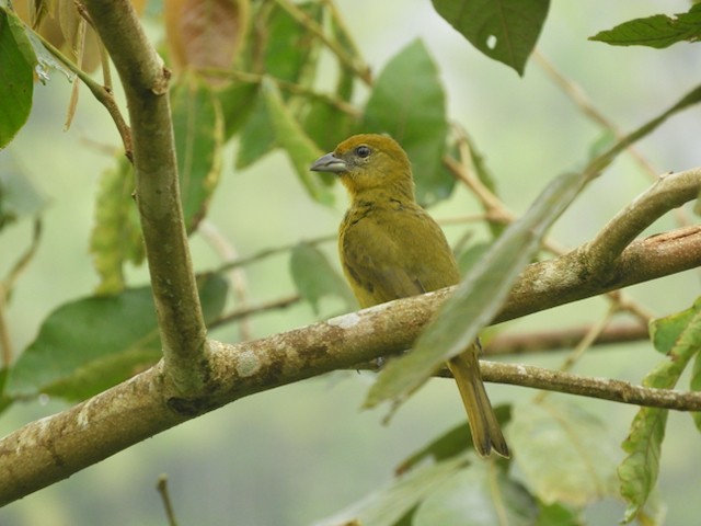Hepatic Tanager - ML616495363