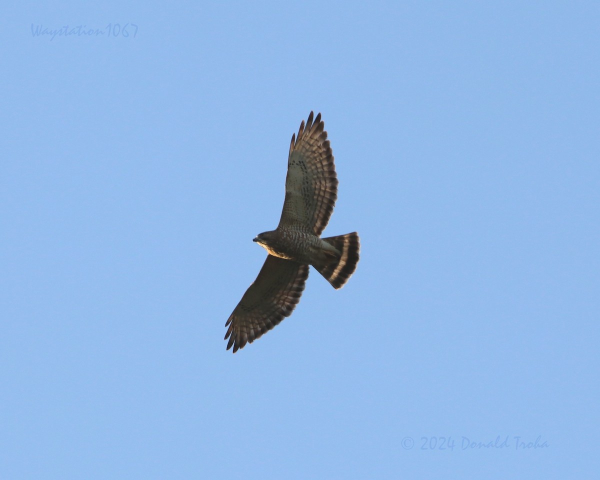 Broad-winged Hawk - ML616495366