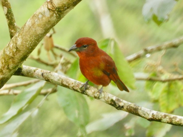 Hepatic Tanager - Mark Yoder