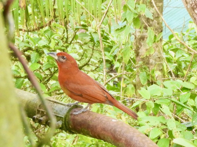 Hepatic Tanager - ML616495377