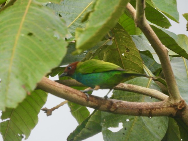 Bay-headed Tanager - Mark Yoder