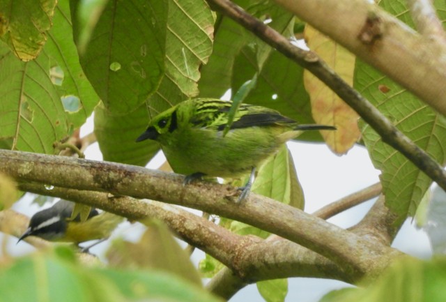 Emerald Tanager - ML616495404