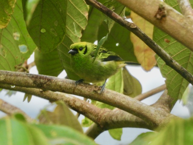 Emerald Tanager - ML616495417