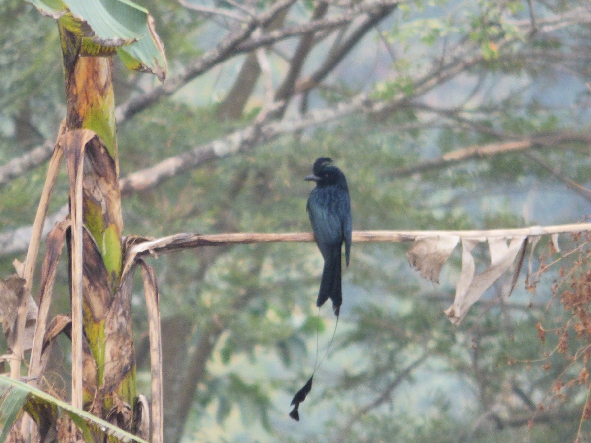 Greater Racket-tailed Drongo - ML616495528