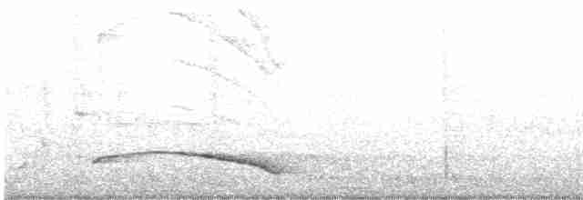 svartnakkepirol - ML616495660
