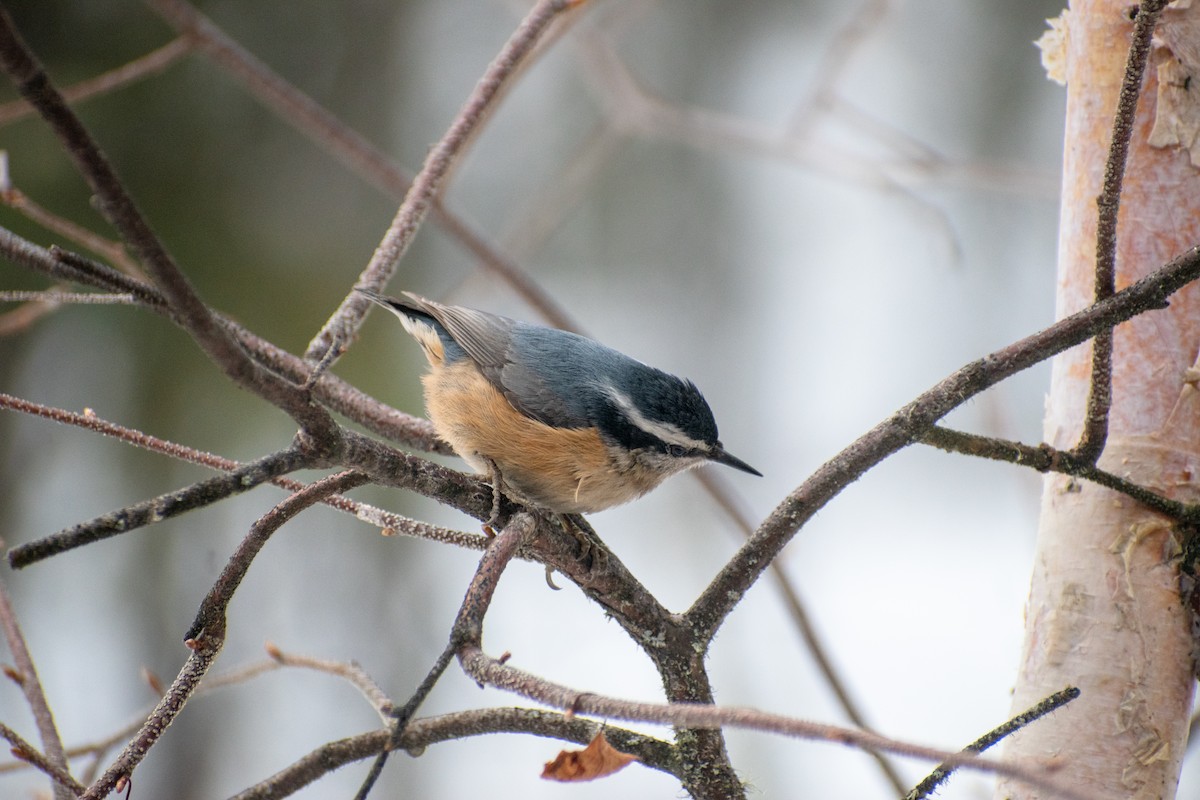 Red-breasted Nuthatch - Caitlyn Oliver Brown