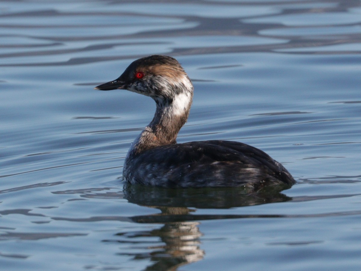 Horned Grebe - Sigal Blay