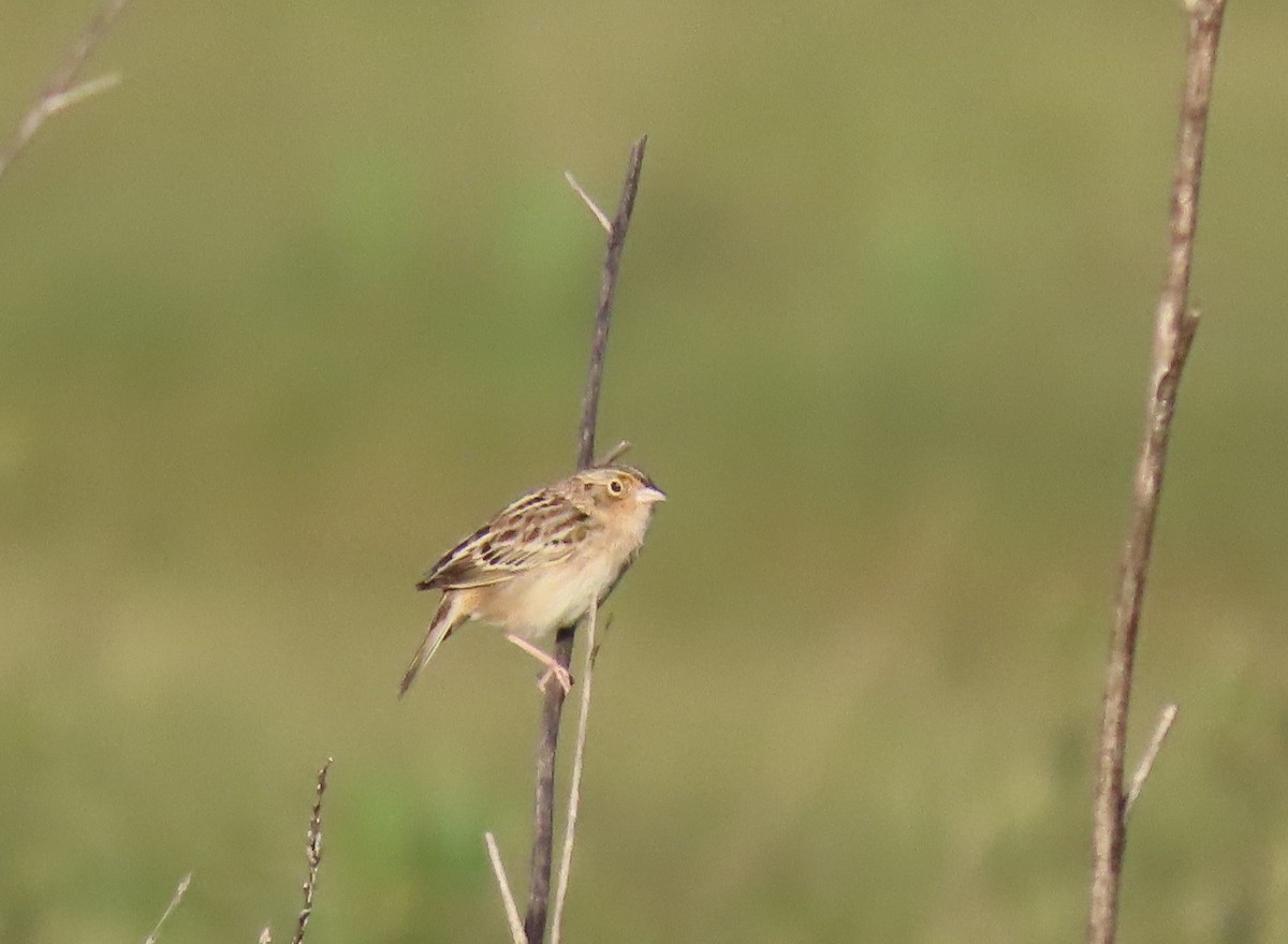 Grasshopper Sparrow - ML616495968