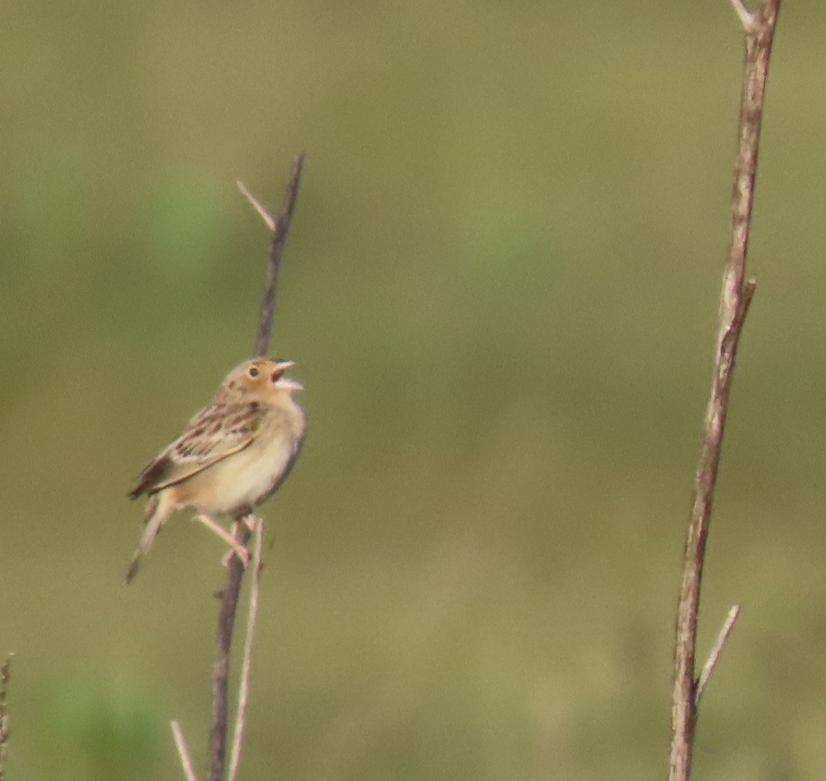 Grasshopper Sparrow - ML616495969